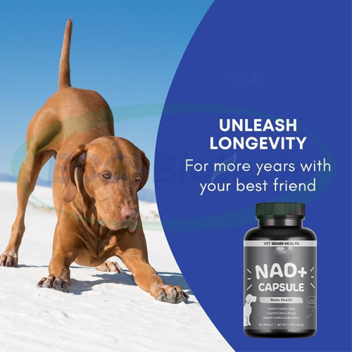 NAD+ Dogs Capsule Pet Health Care Supplements supplier