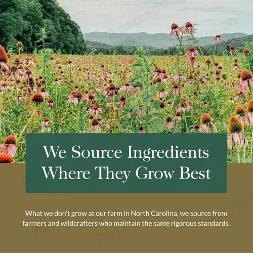 Vitex Berry Chasteberry capsules GMP factory | Reson