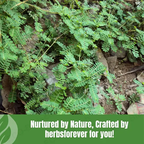 Pure Bhumi Amalaki Powder | Premium Wholesale Organic Grade