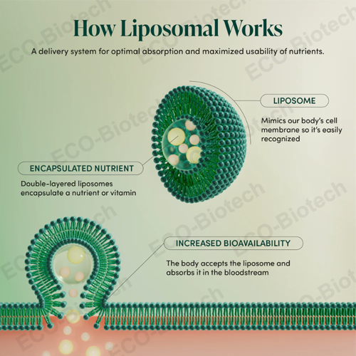 Nootropic Royal Jelly Brain Health Liposomal | Ausreson