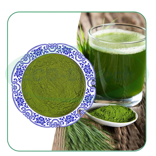 organic barley grass Powder oem Manufacturer