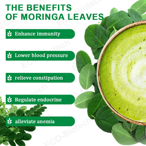 Pure organic Superfood Moringa Leaf Powder supplier