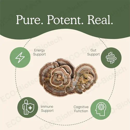Turkey Tail Mushroom capsules: Immune System & Cellular Health